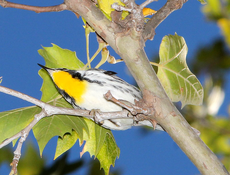 836 - YELLOW-THROATED WARBLER (11-11-2014) Patagonia, santa cruz co, az -13a