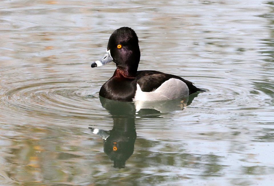 043 - RING-NECKED DUCK (3-6-2018) phoenix, maricopa co, az -08