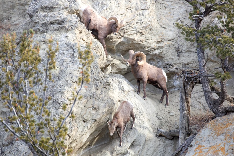 Bighorn sheep on Mt. Everts
