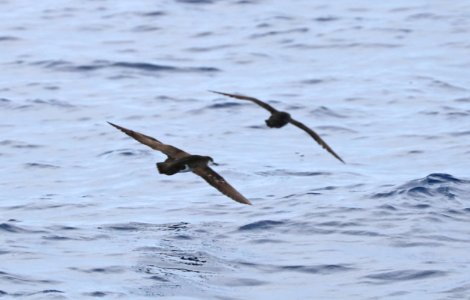 136 - MANX SHEARWATER (5-31-2017) off hatteras, dare co, nc (2)