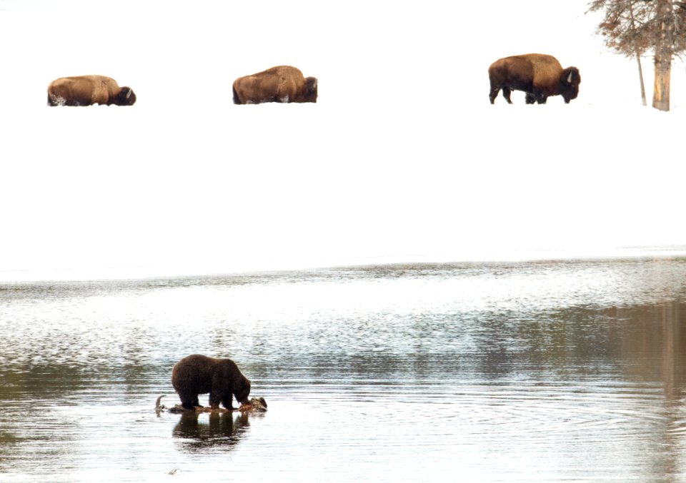Grizzly bear on bison carcass