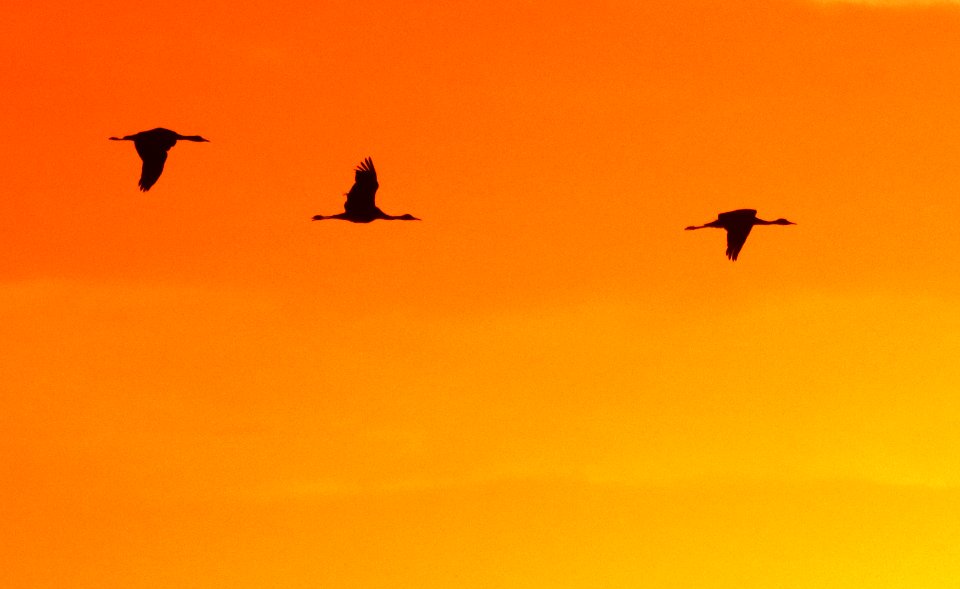 249 - SANDHILL CRANE (11-5-2020) whitewater draw wildlife area, cochise co, az -17