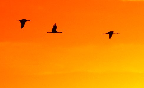 249 - SANDHILL CRANE (11-5-2020) whitewater draw wildlife area, cochise co, az -17
