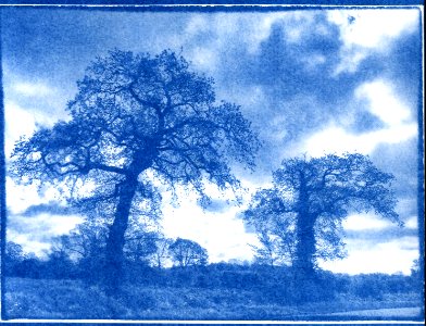 Cyanotype. Trees