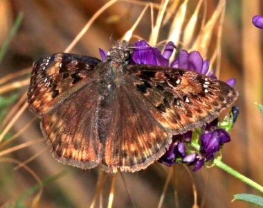 DUSKYWING, HORACE'S (Erynnis horatius) (7-25-2015) rte 90 just at utah border, montrose co, co -08