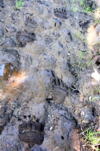 Grizzly tracks on Mountain Creek Trail