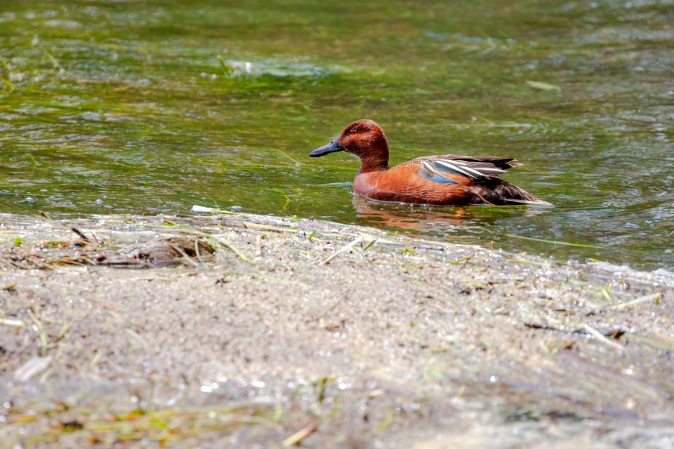 Cinnamon teal (Anas cyanoptera) on Yellowstone River