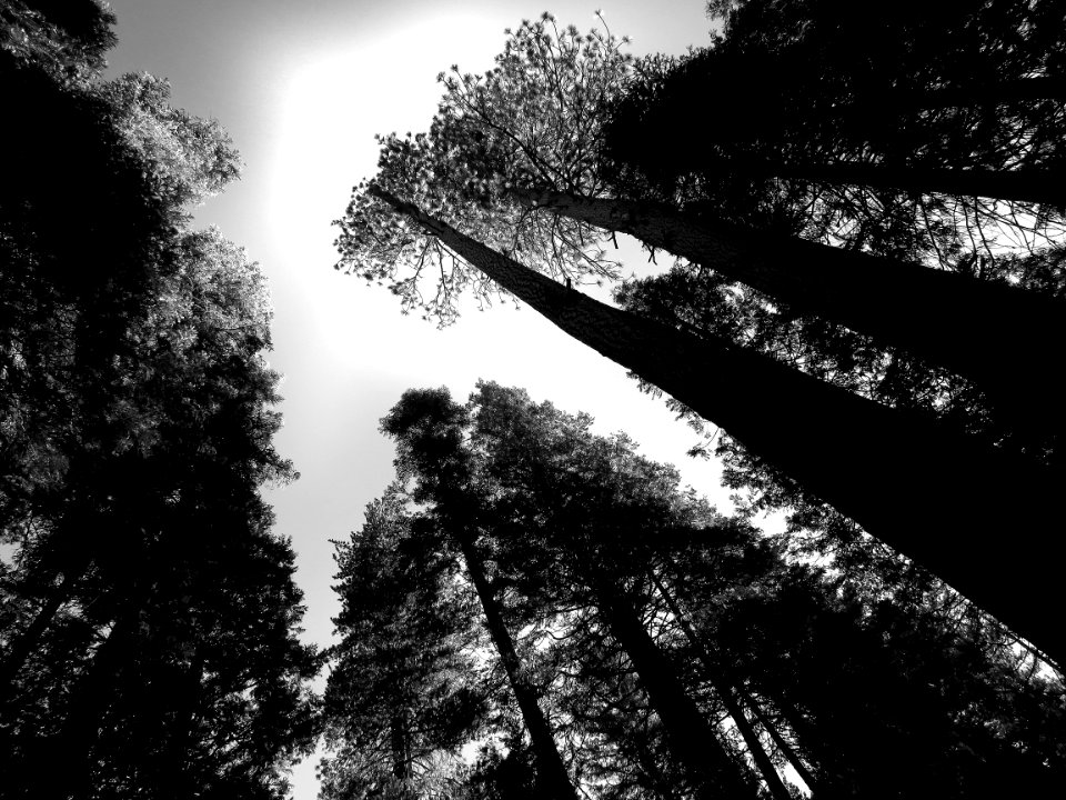 SIERRA CAMPSITE IMAGES - 1 - 07 BW1