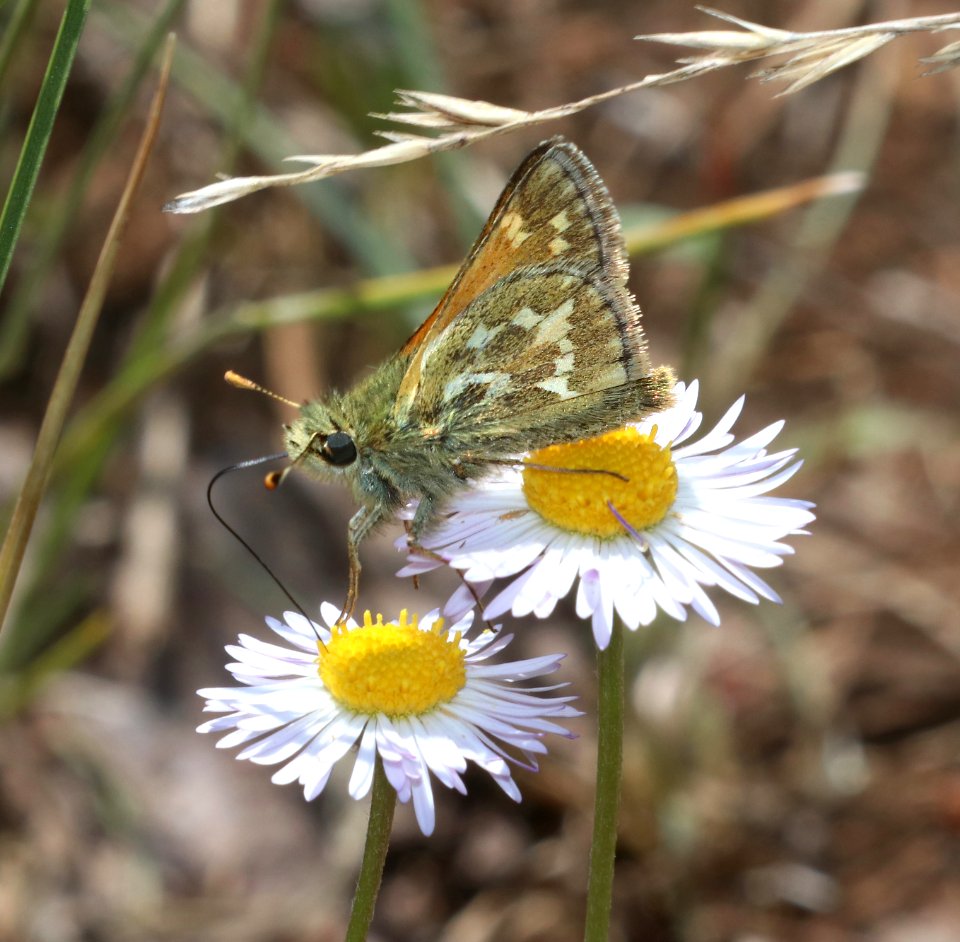 SKIPPER, ,DRACO (Polites draco) (6-19-2020) 9200 ft, udall park tanks, green's peak area, apache co, az -02