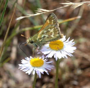 SKIPPER, ,DRACO (Polites draco) (6-19-2020) 9200 ft, udall park tanks, green's peak area, apache co, az -02