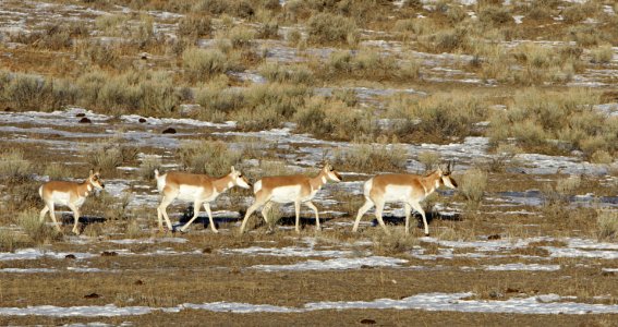 Pronghorn