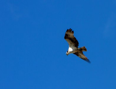 Osprey photo