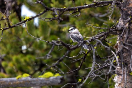 Gray jay (Perisoreus canadensis) perched in a tree