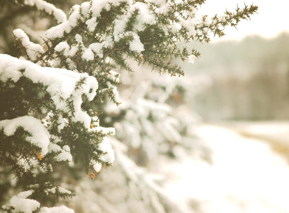 snow trees