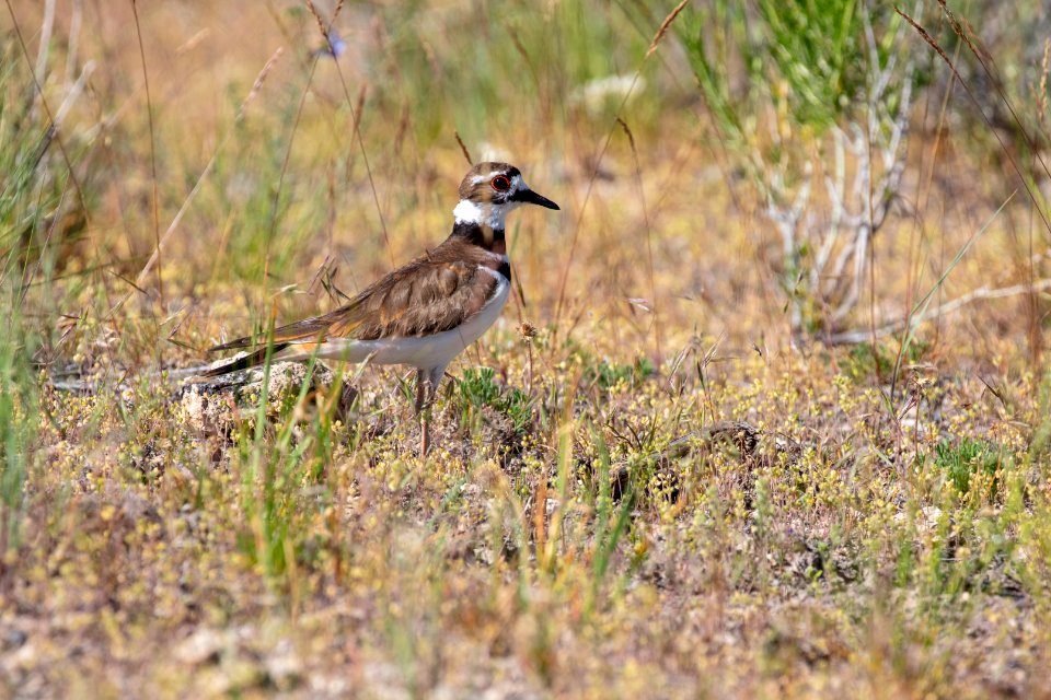 Killdeer (Charadrius vociferus) in Mammoth Hot Springs