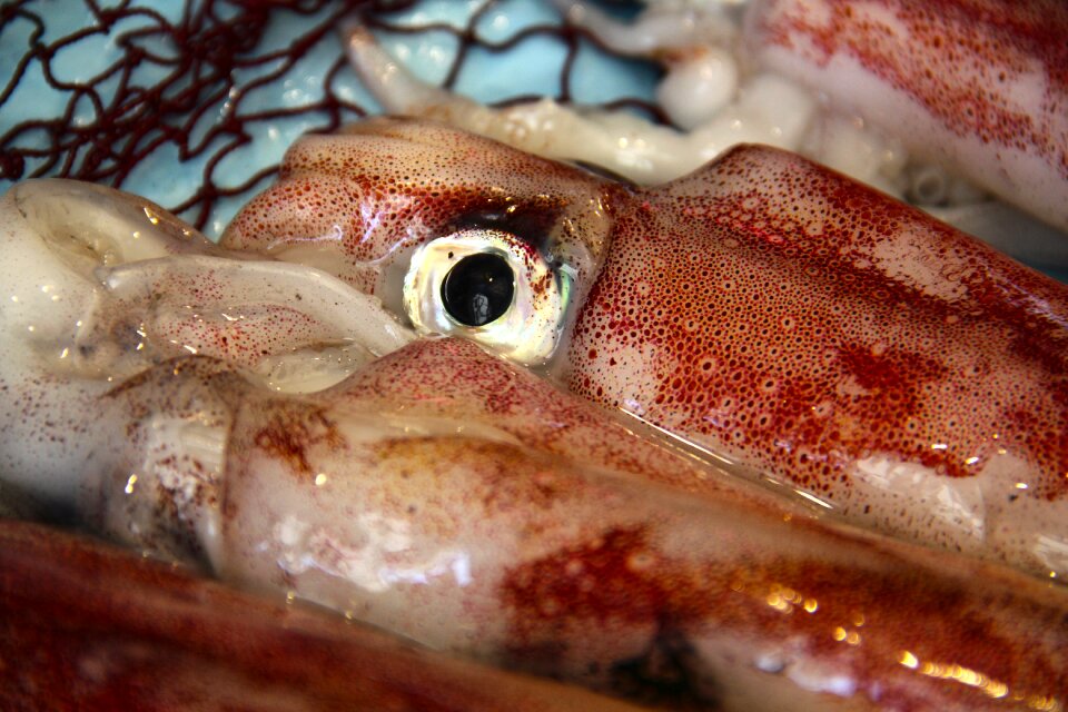 Squid kalmar fish market