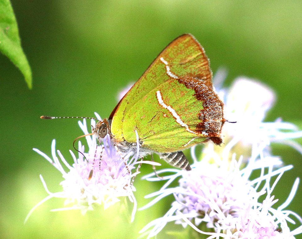 HAIRSTREAK, SILVER-BANDED (Chlorostrymon simaethis) (11-14-2016) resaca de la palma s p, cameron co, tx -01