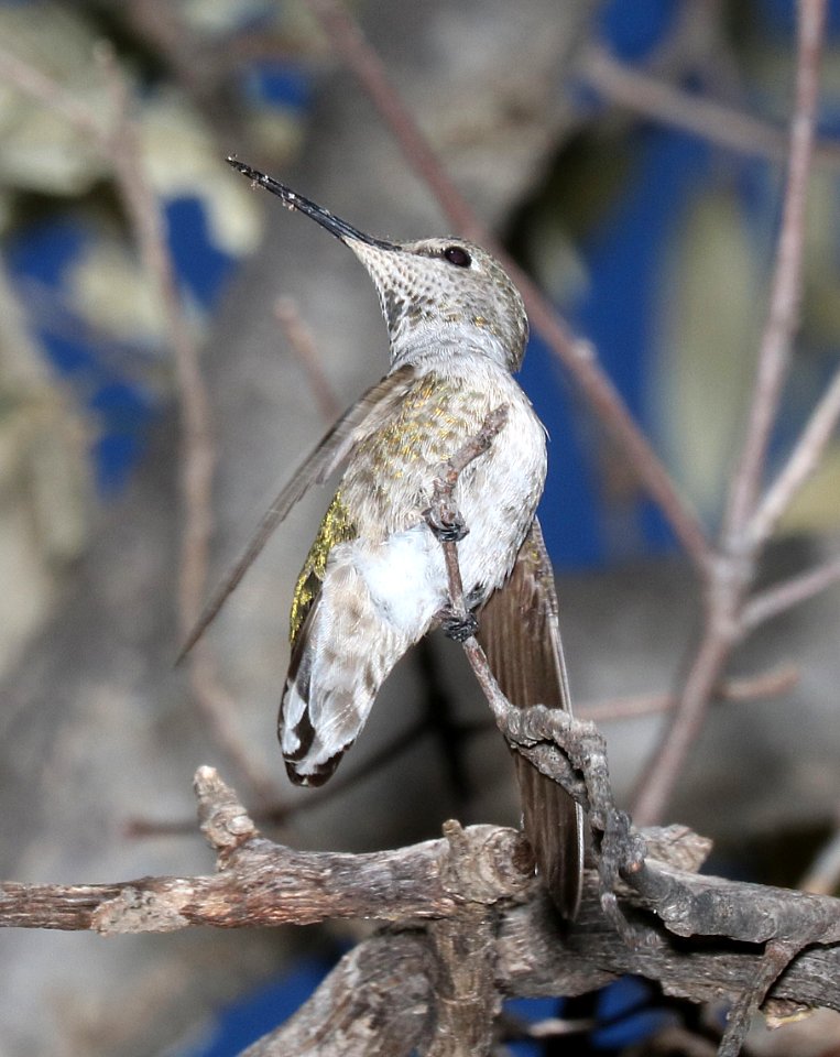 500 - ANNA'S HUMMINGBIRD (2-6-2017) imm female, lower humboldt cyn, patagonia mts, santa cruz co, az (1)