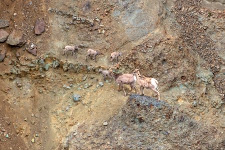 Bighorn sheep ewes and lambs in Yellowstone River Canyon