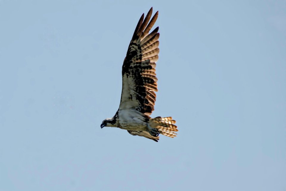 Osprey in flight