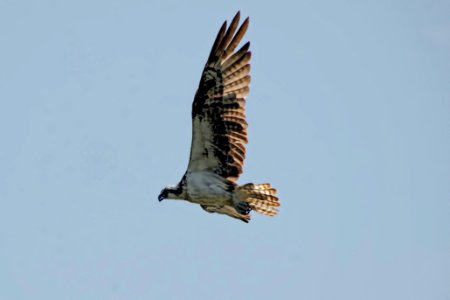 Osprey in flight photo
