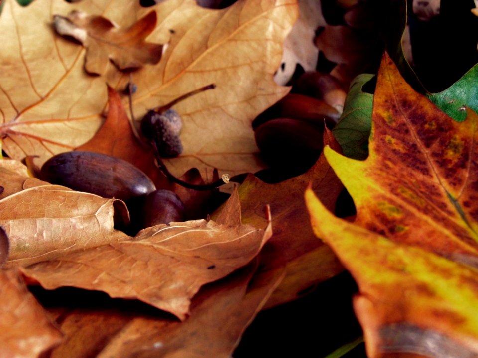 autumn2
