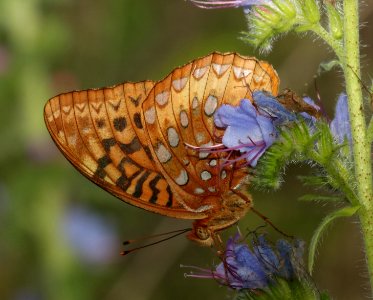 FRITILLARY, GREAT SPANGLED (Speyeria cybele) (5-29-2018) pyatt access to crooked creek, marion co, ar -04