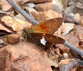 GOLDEN BANDED-SKIPPER (Autochton cellus) (5-14-2020) hunter cyn, huachuca mts, cochise co, az -01