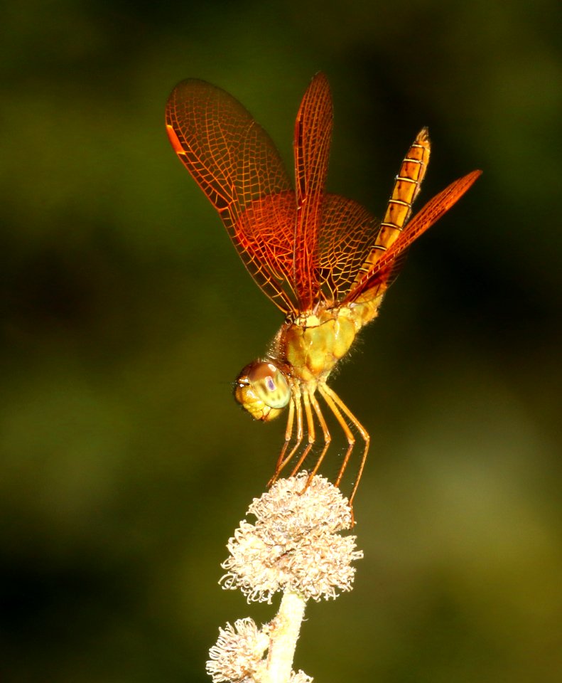 AMBERWING, MEXICAN (Perithemis intensa) (10-4-2020) sonoita creek, patagonia, santa cruz co, az -01 male