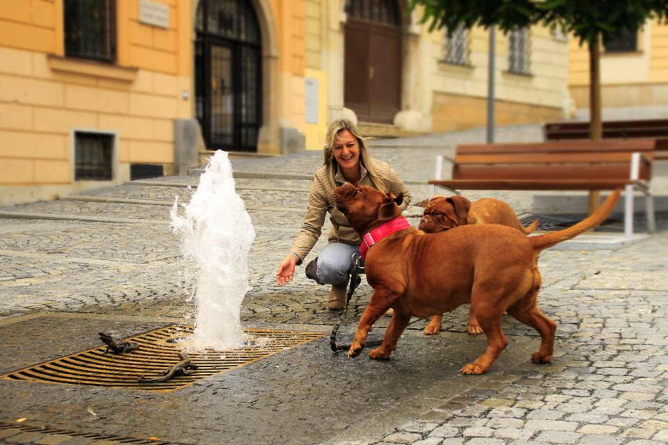 Street mastiffs french