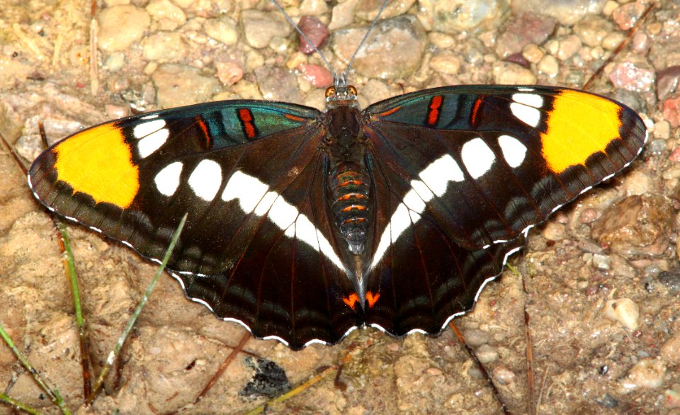 SISTER, ARIZONA (Adelpha eulalia) (10-3-11) sawmill canyon, huachuca mts, cochise co, az -01