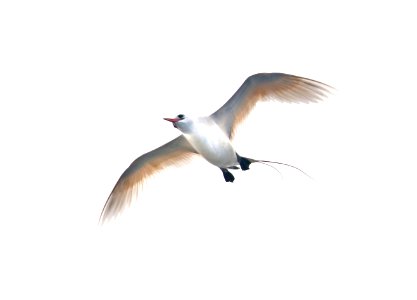 RED-TAILED TROPICBIRD (4-27-2018) holo-holo boat, coast and lehua island, out of port allen, kauai co, hawaii -04