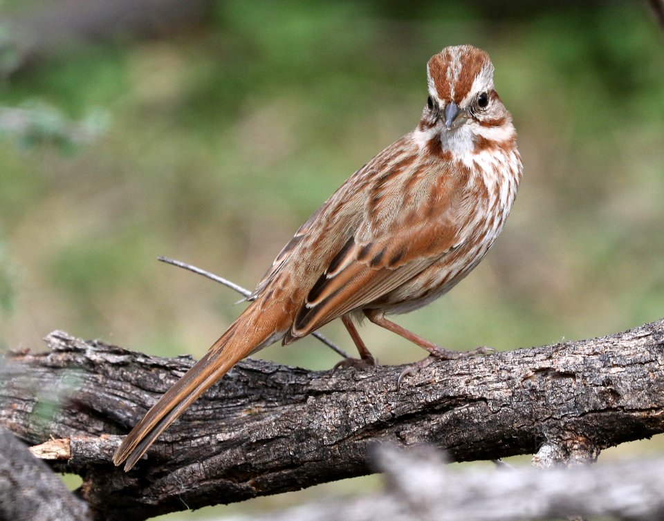 892 - SONG SPARROW (2-5-2017) patagonia lake, santa cruz co, az -02