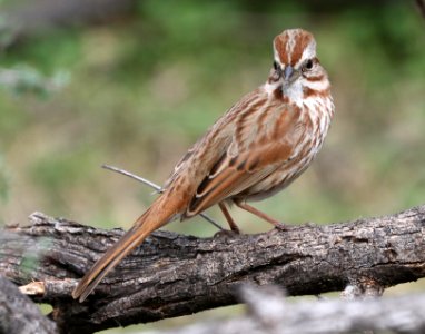 892 - SONG SPARROW (2-5-2017) patagonia lake, santa cruz co, az -02
