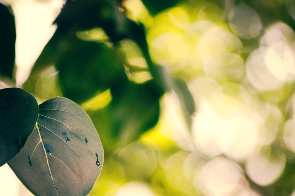 leaf bokeh