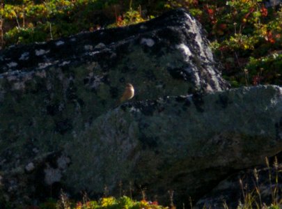 STONECHAT, SIBERIAN (9-5-08) Gambell, Ak -1