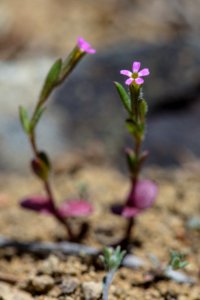 Slender phlox - Microsteris gracilis