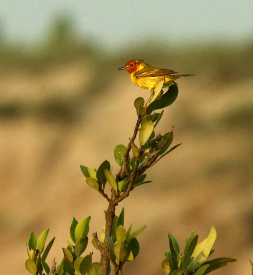 829 - MANGROVE YELLOW WARBLER (4-29-2019) port isabel, cameron co, tx -13 male