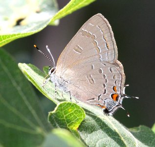 HAIRSTREAK, BANDED (Satyrium calanus) (7-16-2015) 7900 ft, 1 mile west of piedra, archuleta co, co (6) photo