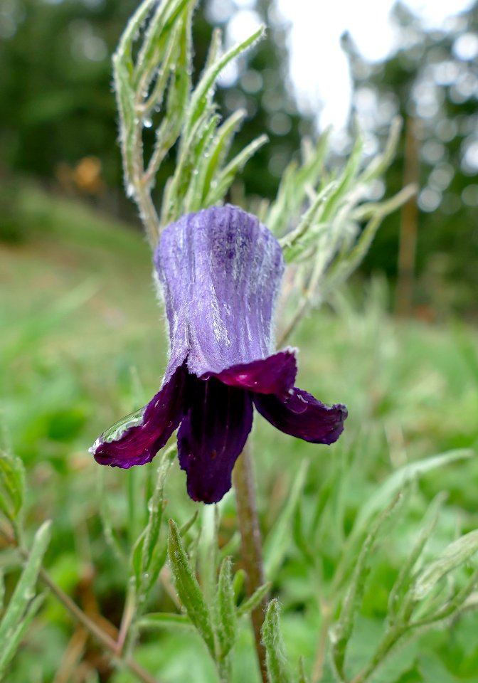 Sugarbowl (Clematis hirsutissima)