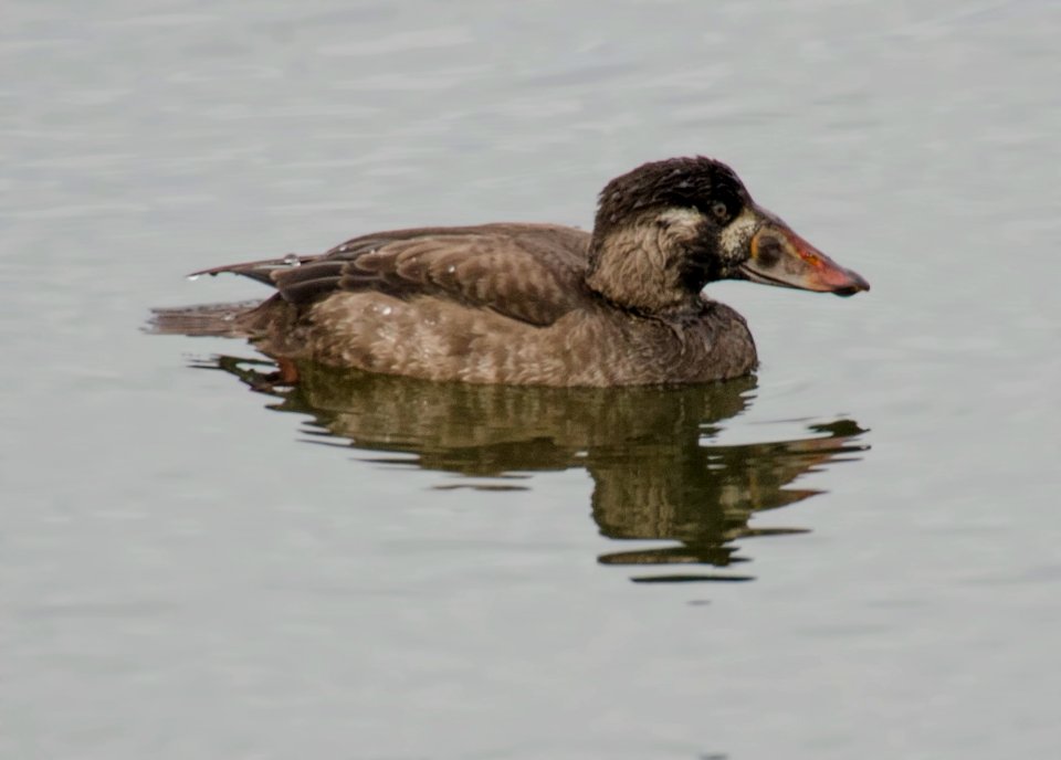 Surf Scoter