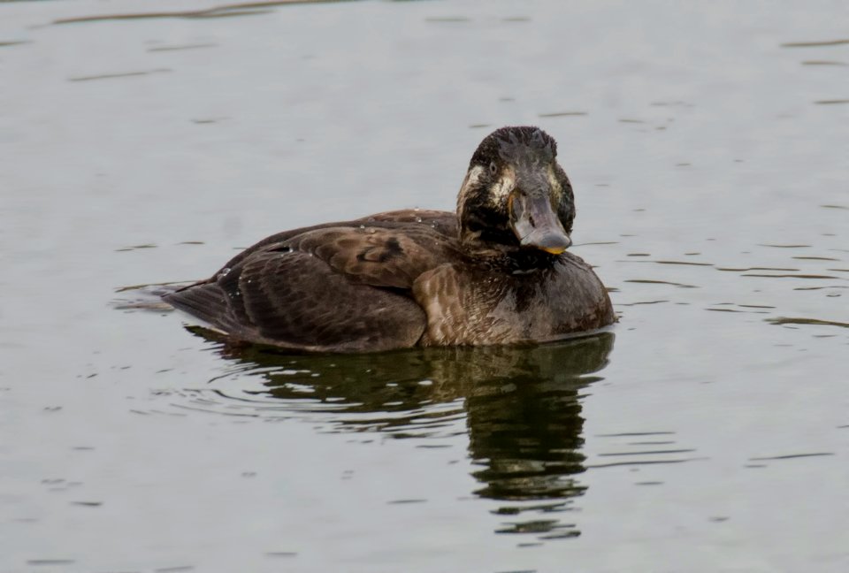 Surf Scoter