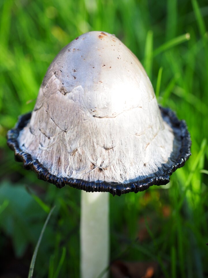 Coprinus comatus asparagus mushroom porcelain comatus