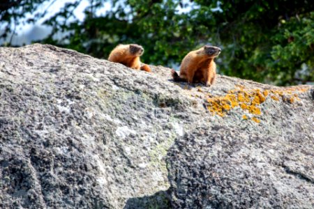 Yellow-bellied marmots on a rock in Lamar Valley photo