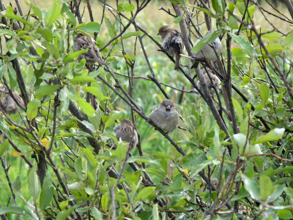 sparrrows