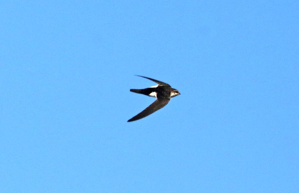 489 - WHITE-THROATED SWIFT (1-27-2017) pena blanca lake, santa cruz co, az -02
