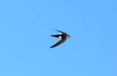 489 - WHITE-THROATED SWIFT (1-27-2017) pena blanca lake, santa cruz co, az -02