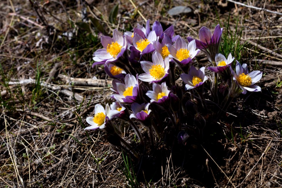 Pasqueflower (Pulsatilla patens) patch on the Yellowstone River Trail