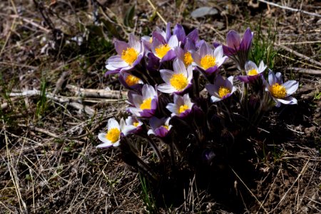 Pasqueflower (Pulsatilla patens) patch on the Yellowstone River Trail