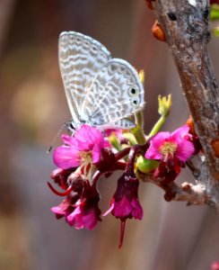 BLUE, MARINE (Leptotes marina) (4-4-2021) on new mexico buckeye, vis center, dripping springs, nm